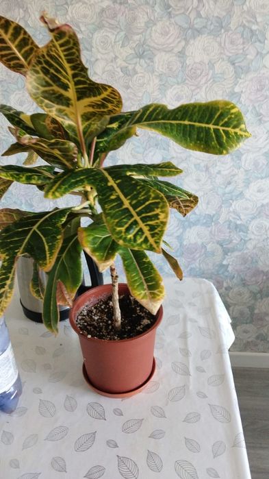 Продам кротон или кодиум