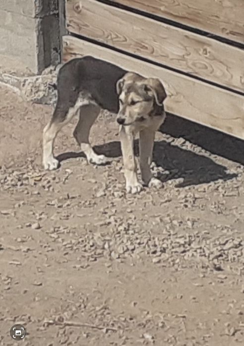 Отдам в добрые руки щенков симпатичных