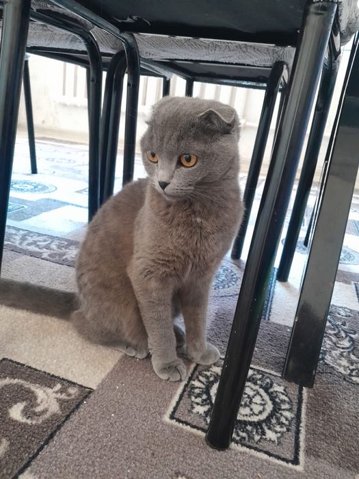 Апапролллддддддддддлл