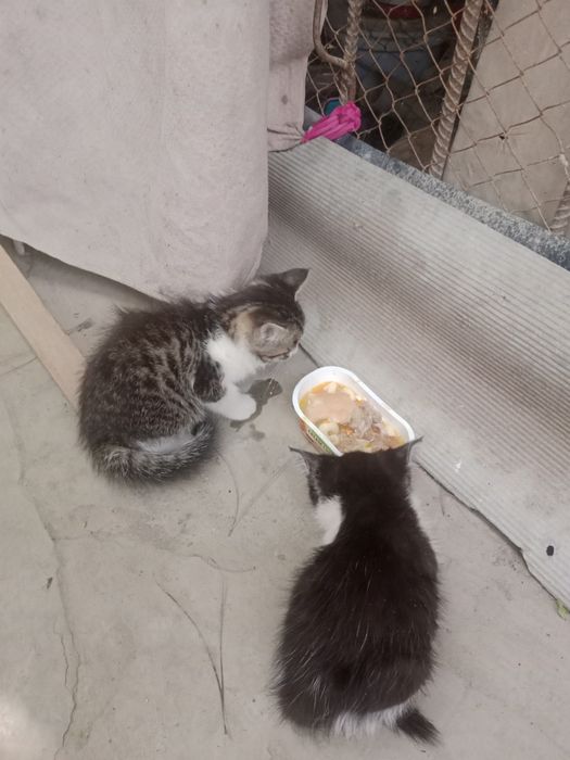 Котята,2мес,мальчики и девочки