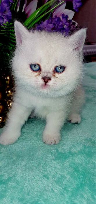 Британский котёнок color point | Мальчик | Отец WCF BRI ns 12 33