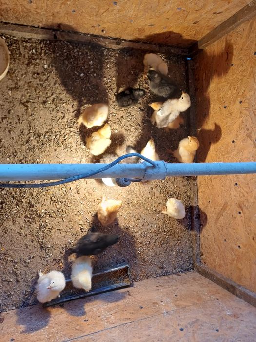 Цыплята 3 недельные