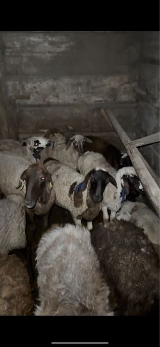 Қойлар, тоқтылар сатылады