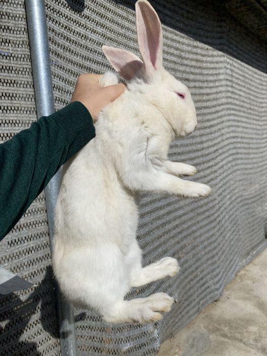 Erkak quyon sotiladi