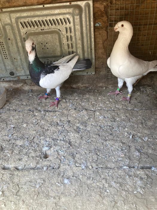 Vand porumbei rasa voiajori germani de frumusete