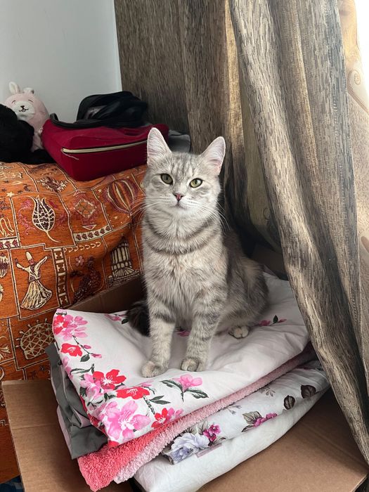 Отдам в добрые руки кошку