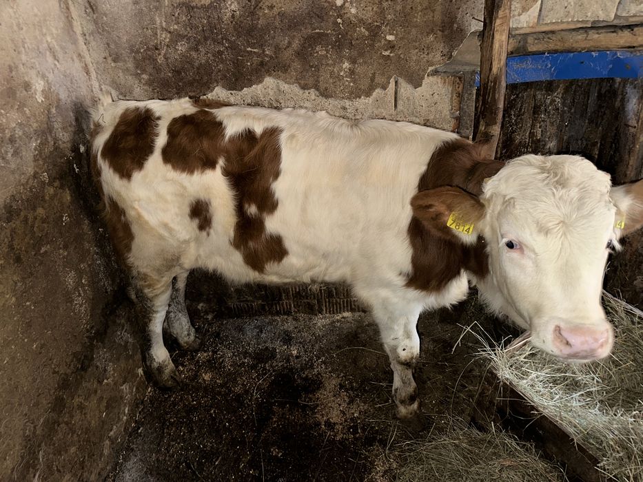 vițel bălțata romaneasca