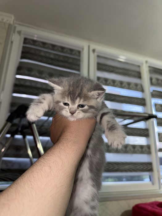 Котята скотиш фолд и скотиш страйт