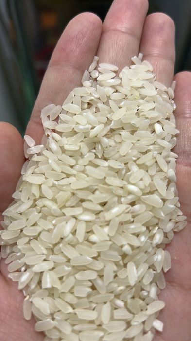 Рис универсальный сорта аланга