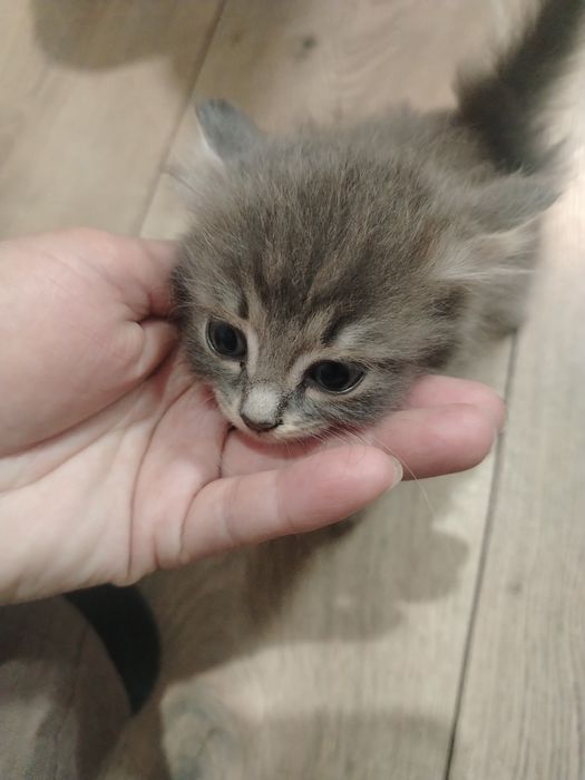 Отдам котят в хорошие добрые руки