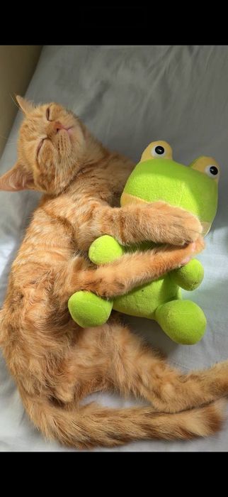 Вязка кота, нужна кошка