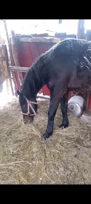 Продам жеребца 7 лет