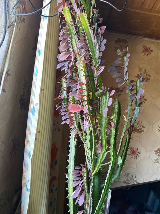 Цветы в горшках (разные виды)