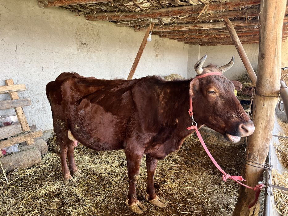 ona bola sigir sotiladi