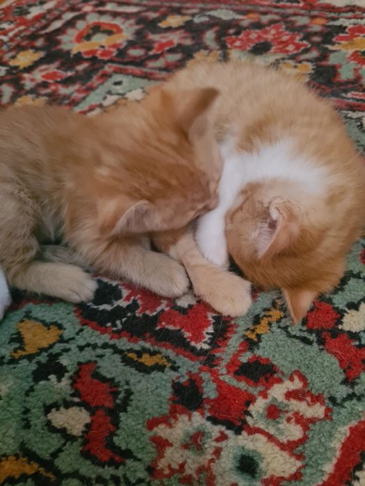 Красивые котята!