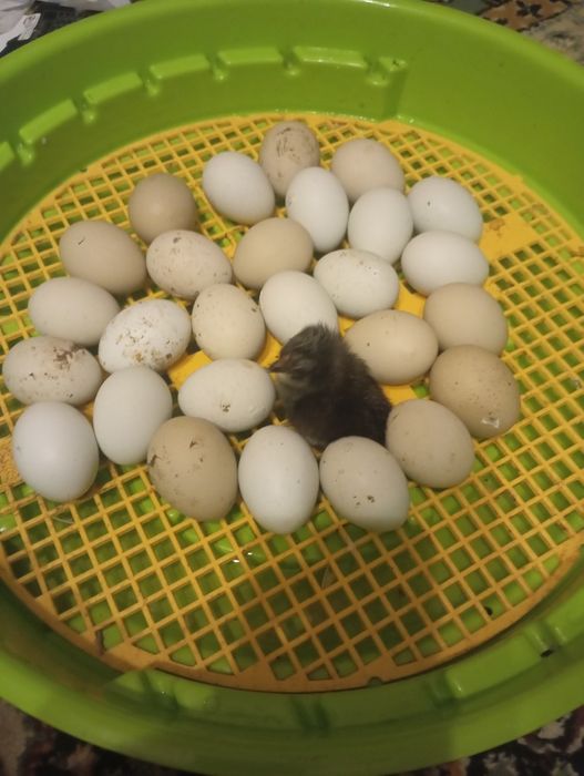 Pui Ameraucana ouă verzi