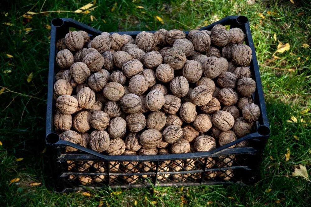 Nuci in Coaja - de vanzare