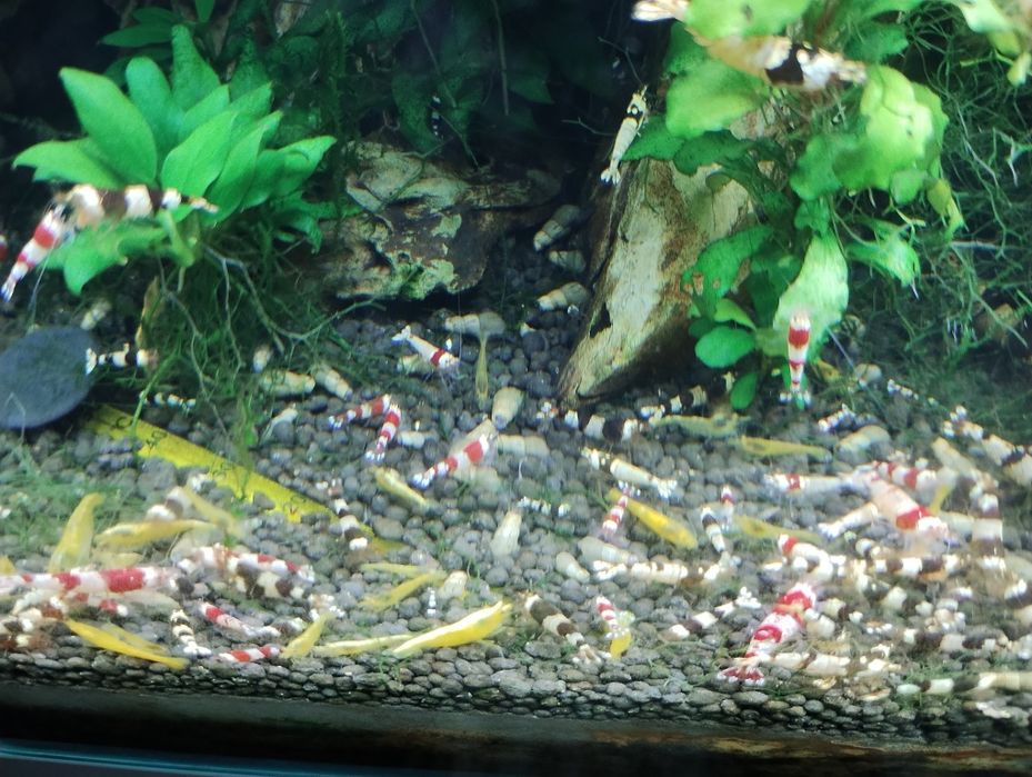 Plante de ornament acvariu bucephalandra