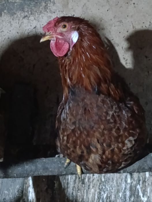 На продажу петушки молодые