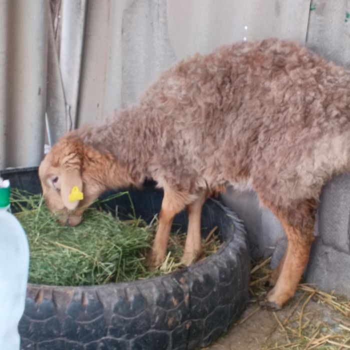 Продам баран ярочка курдючный