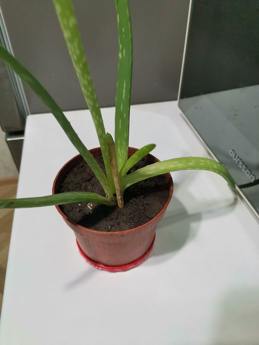Продам алое вера