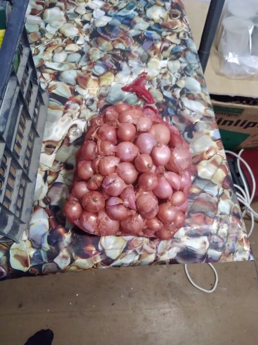 Продам лук севок сороказубкабкабкабка