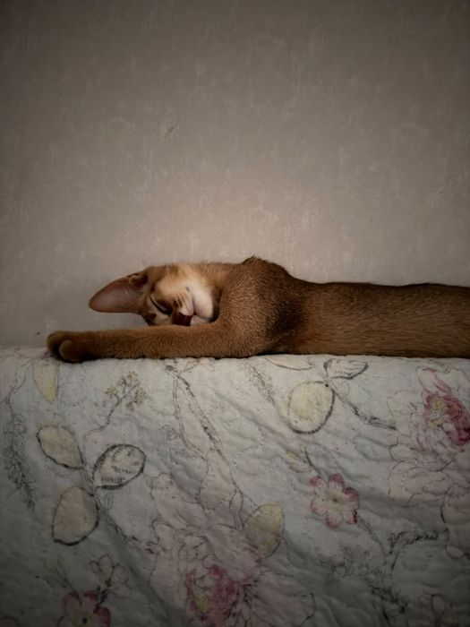 Абиссинские котята бронь