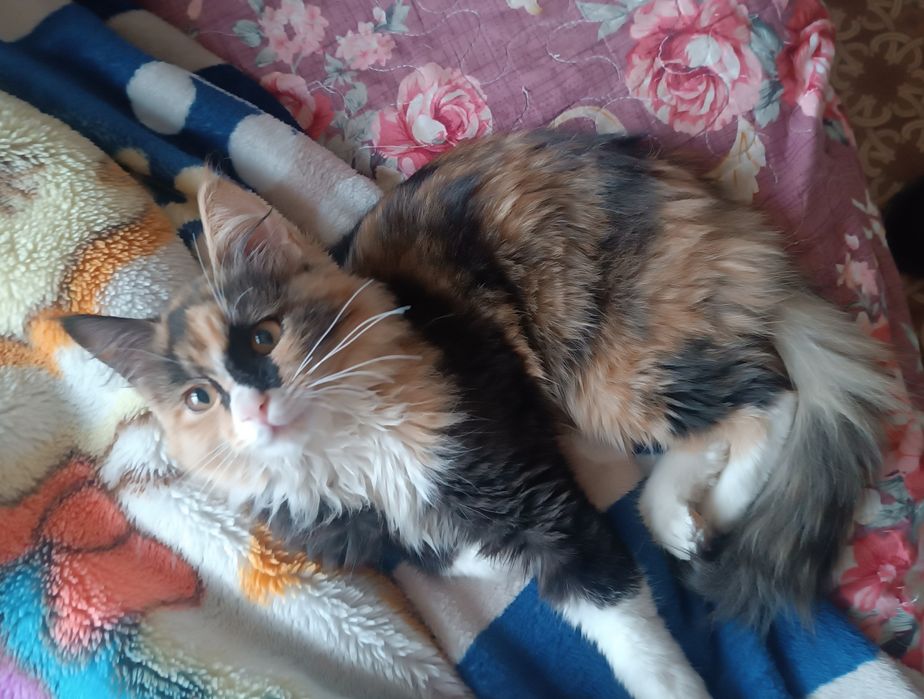 Сибирская кошка !