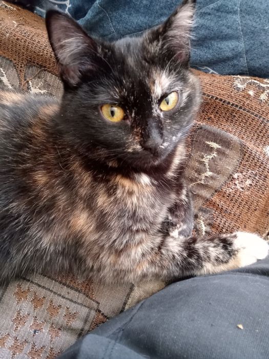 Отдадим кошечку!стерелизована!