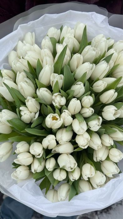 Тюльпаны предзаказ на 8март