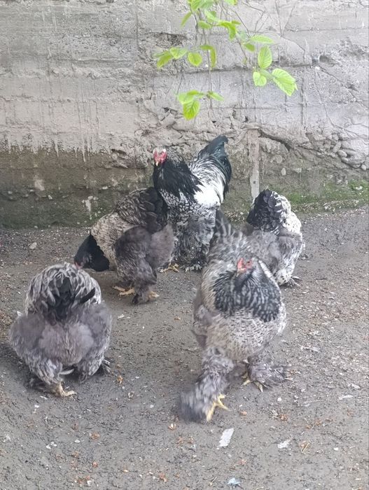 Brama tochkali tuxum va jõjasi sotiladi