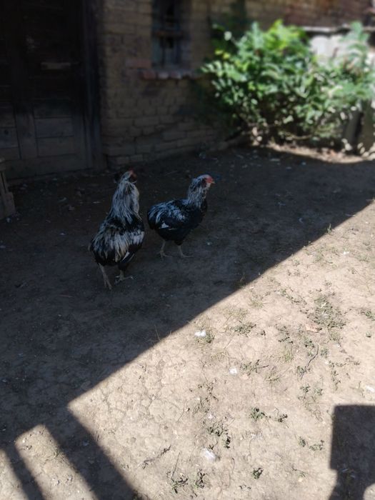 Vind cocosi araucana si ameraucana