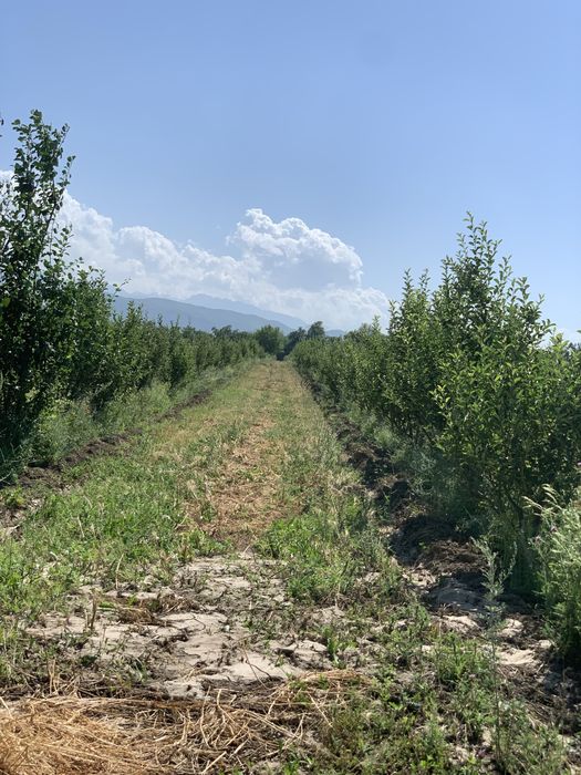 Сад яблоки  1.5Га