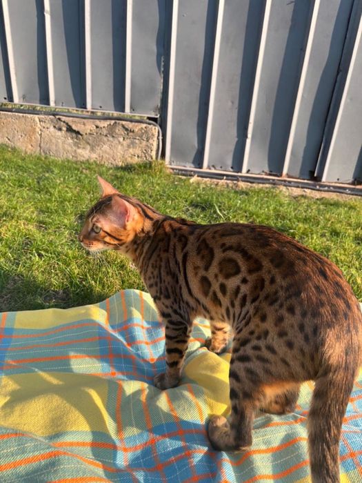 Продам бенгала , котенок 7 месяцев