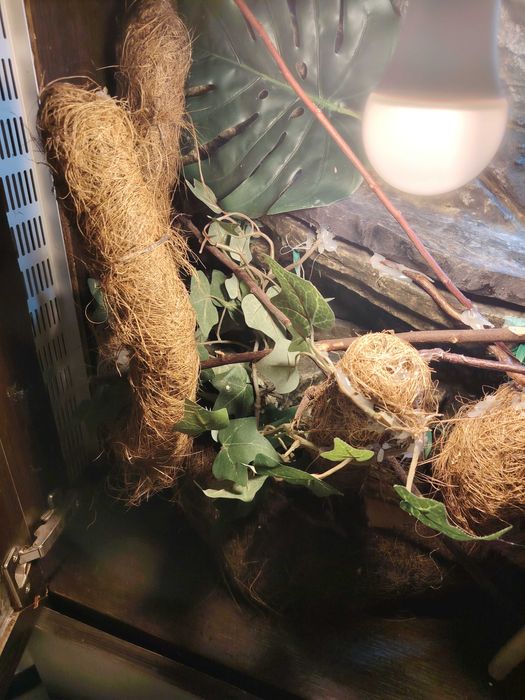 Терарим за хамелеон или друго