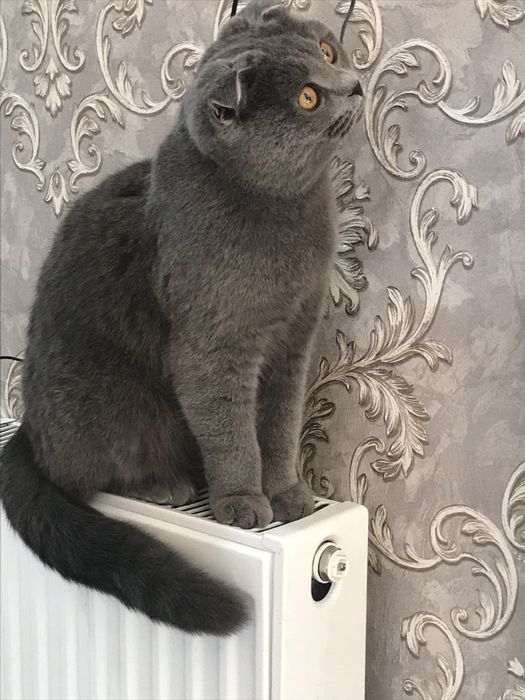 2 oylik juda quvnoq va chaqqon soğlom chista parodali mushuklar sotila