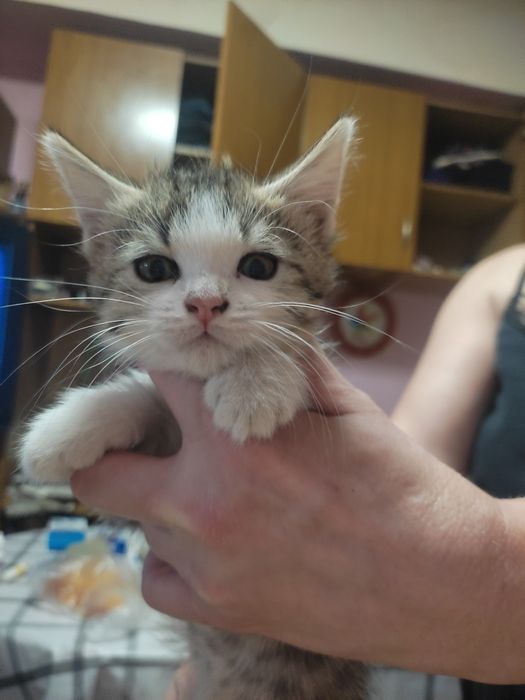 Отдадим котика в добрые руки