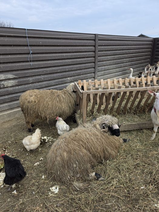 Vând oi diverse rase