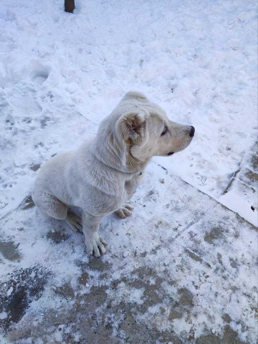 Alabay "Туркменский алабай"