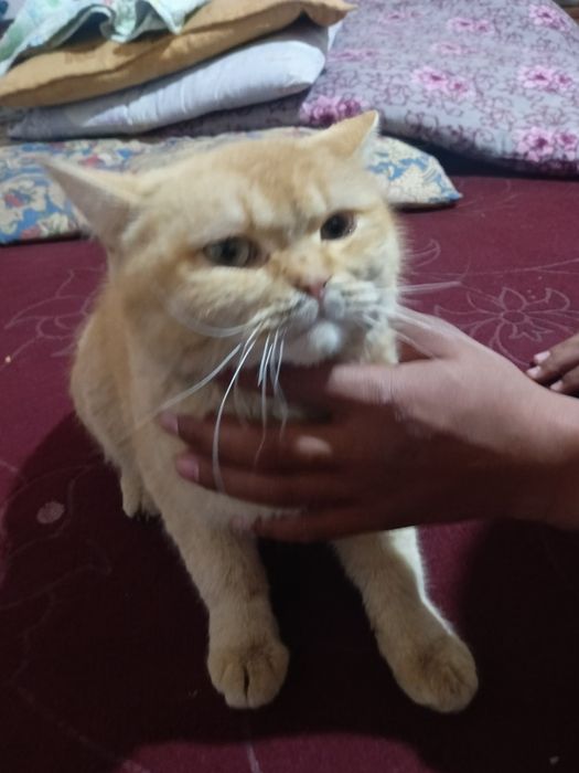 Mushuk tezda sotiladi