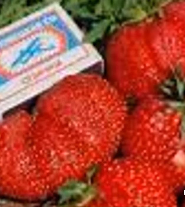 Продам саженцы ремонтантых малины и клубники.,хризантем и др