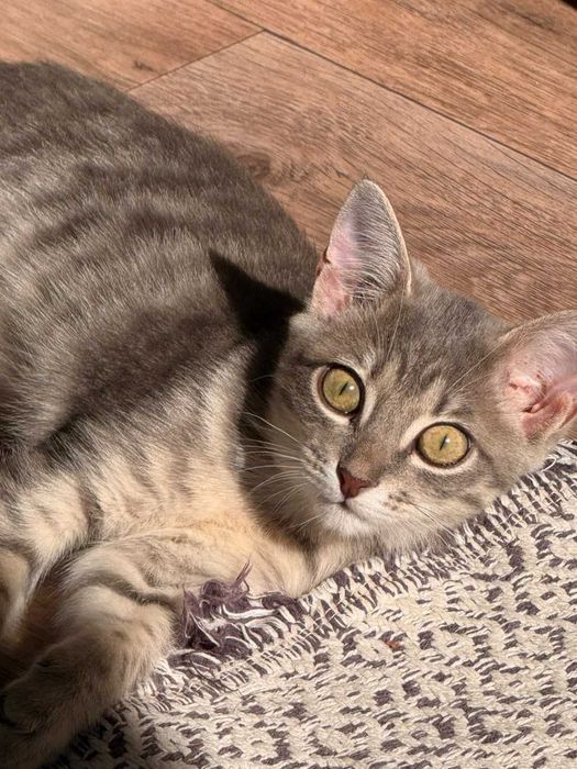 Котенку (девочка) нужен дом!