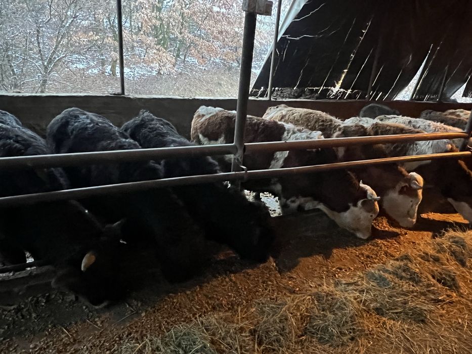 Vand lot de 23 taurasi,masculi