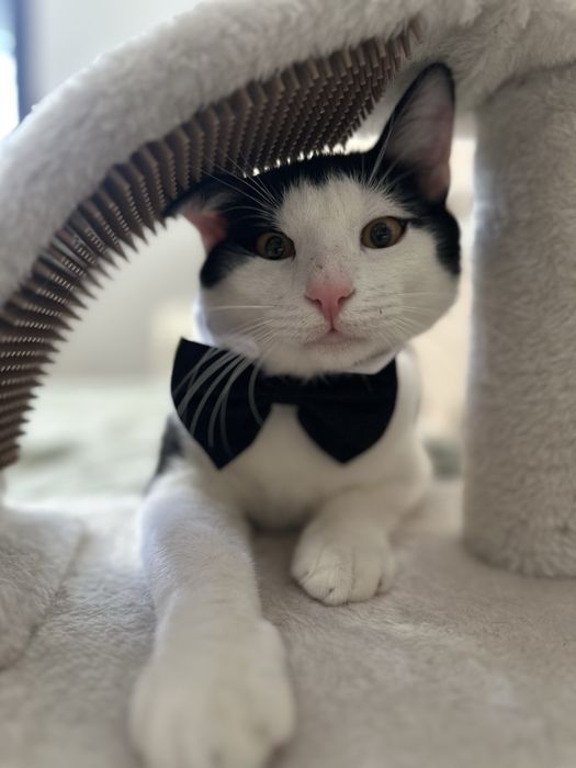 Simpaticul isi cauta o familie