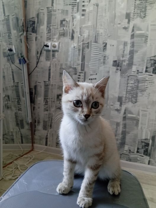 Котенок (мальчик)