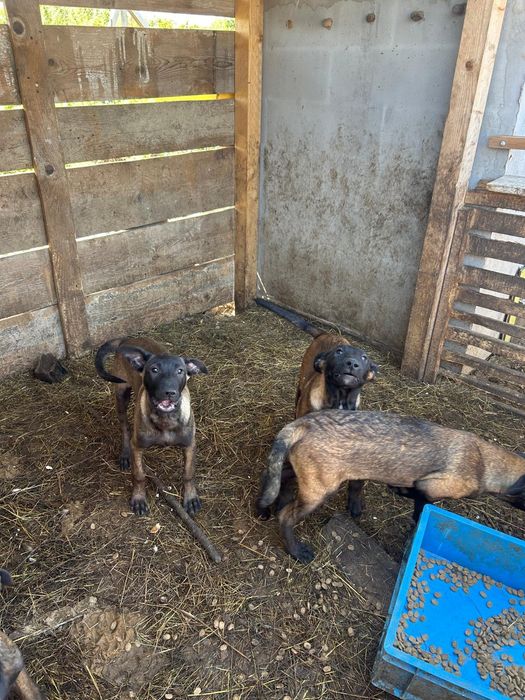 Donez Ciobanesc belgian malinois