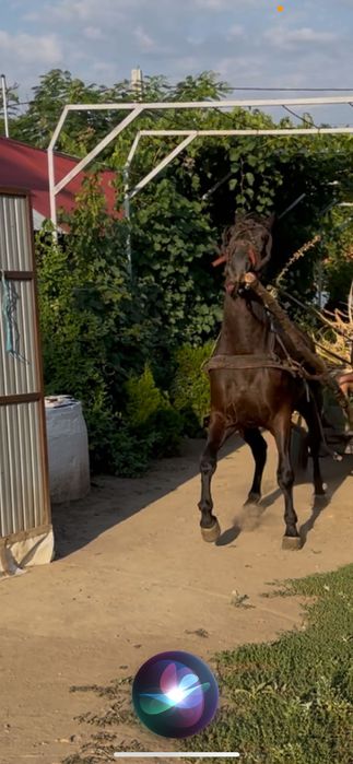 Disponibilă iapa de 5 ani