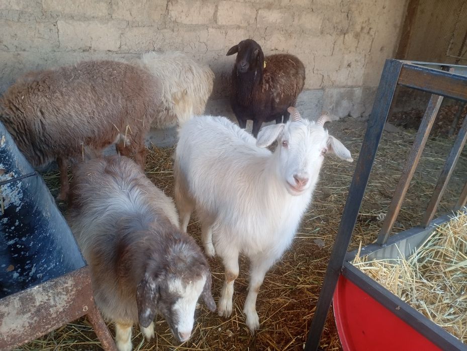 Продам казу порода заненская