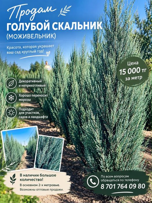 Можжевельник скальный голубой