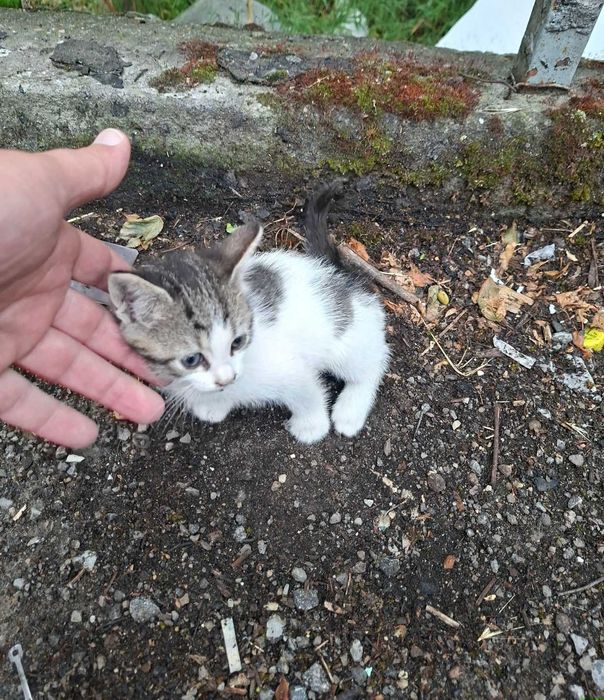 Котета търсят дом